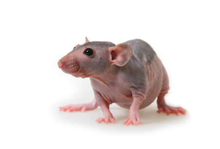 Decorative hairless rat on a white background.の写真素材