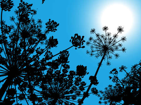 Cowparsnip. A vector illustrationのイラスト素材