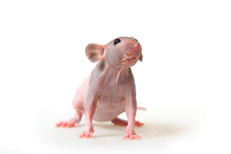 Decorative hairless rat on a white background.の写真素材