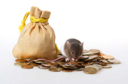 Little mouse sitting on a heap of coins on a white backgroundの写真素材