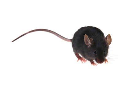 Small black mousy on a white backgroundの写真素材