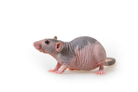 Decorative hairless rat on a white background.の写真素材