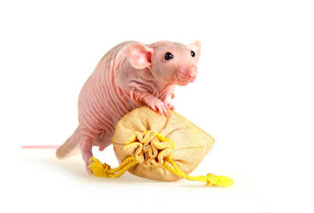 Decorative hairless rat on a white background.の写真素材