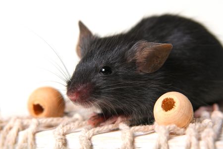 Small black mousy on a white backgroundの写真素材