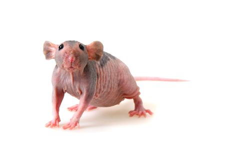 Decorative hairless rat on a white background.の写真素材