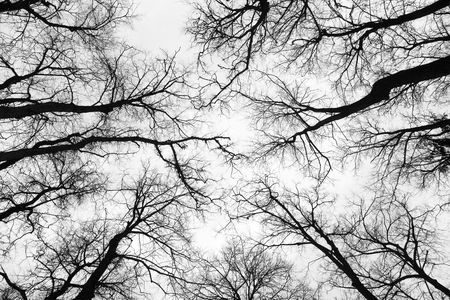 Structure of branches of trees in the winterの写真素材