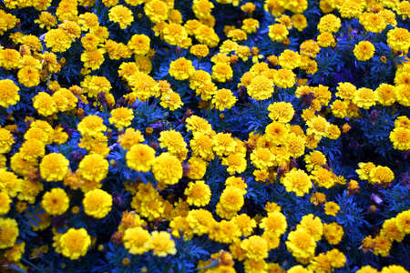 Many brightly golden marigold blossoms against a background of  leavesの写真素材