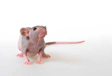 Decorative hairless rat on a white background.の写真素材