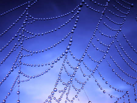 close up of a spider web with dew dropsの写真素材