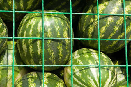 Fresh water-melons in the street market の写真素材