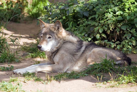 Wolf living in territory of a zoo