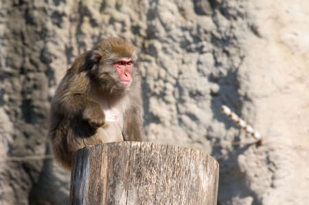 Japanese macaque living in territory of a zoo