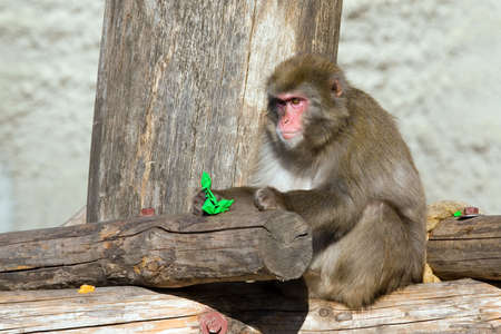 Japanese macaque living in territory of a zoo