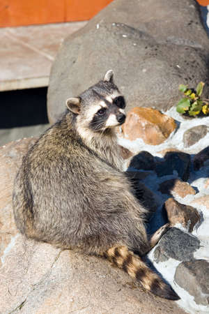 Raccoon living in territory of a zooの写真素材