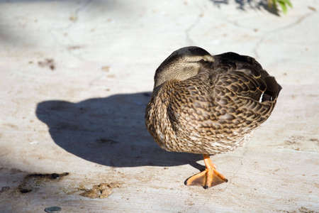 The duck worth on one legの写真素材