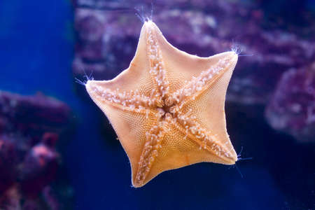 Starfish located on glass of an aquarium