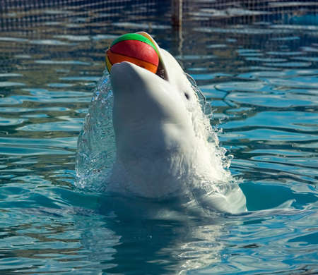 The white whale plays a basketball ballの写真素材