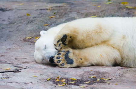 The polar bear living in territory of a zoo