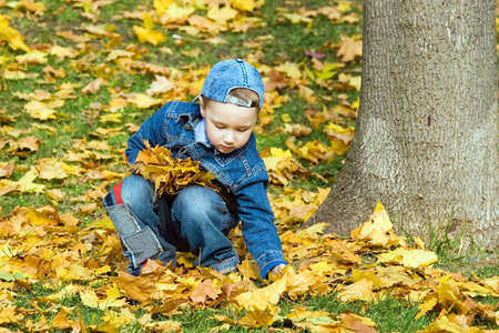 The child plays with fallen maple leavesの写真素材