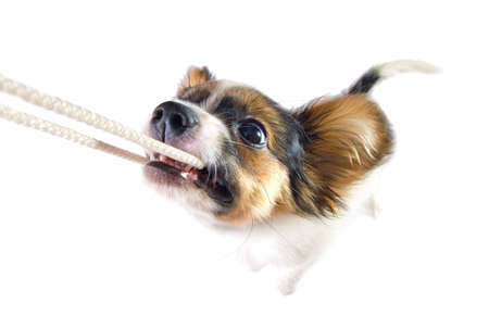 The puppy papillon playing with a rope. Isolated on white.の写真素材