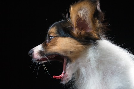 The puppy papillon on a black backgroundの写真素材