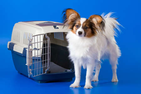 Young dog papillon and a plastic carrierの写真素材