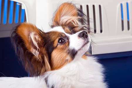 Young dog papillon and a plastic carrierの写真素材