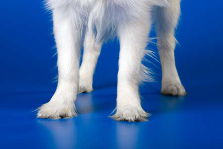 Paws of a dog on a dark blue backgroundの写真素材