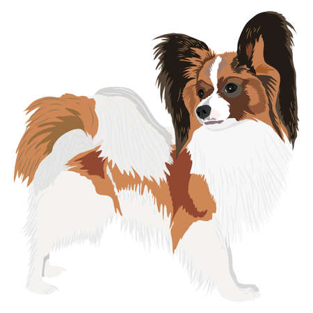 Portrait of a dog of breed papillon. Vector illustrationのイラスト素材