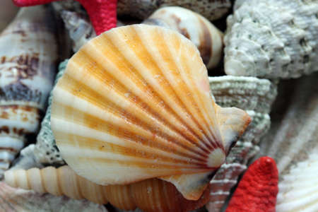 close-up of sea shell and starfish
