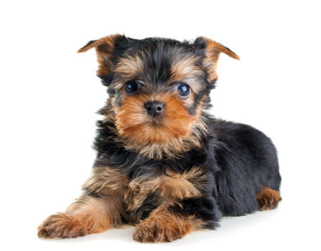 Small Yorkshire Terrier puppy on white backgroundの写真素材