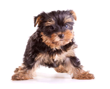 Small Yorkshire Terrier puppy on white backgroundの写真素材