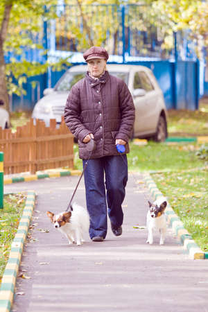 Woman walks with two dogs of breed papillonの写真素材
