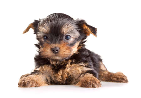 Small Yorkshire Terrier puppy on white backgroundの写真素材