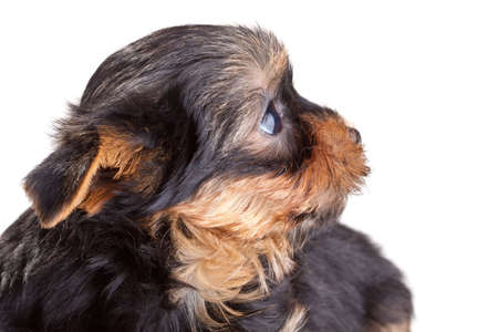 Small Yorkshire Terrier puppy on white backgroundの写真素材