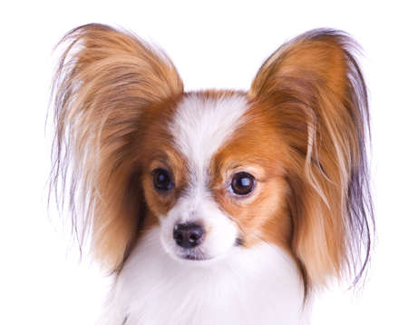 Dog of breed papillon isolated on a white backgroundの写真素材