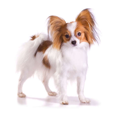 Dog of breed papillon isolated on a white backgroundの写真素材