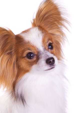 Dog of breed papillon isolated on a white backgroundの写真素材