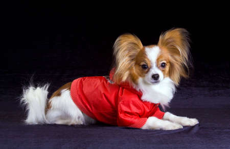 Dog of breed papillon isolated on a black backgroundの写真素材