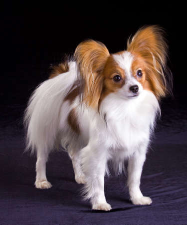 Dog of breed papillon isolated on a black backgroundの写真素材