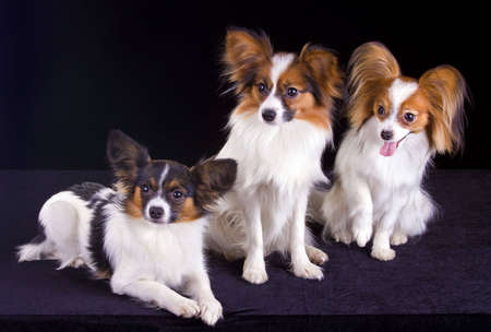 Three dogs of breed papillon isolated on a white backgroundの写真素材