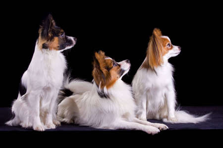 Three dogs of breed papillon on a black backgroundの写真素材