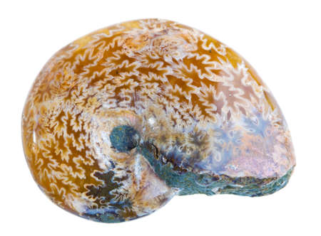 Ammonite Fossil isolated on a white backgroundの写真素材