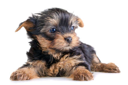 Small Yorkshire Terrier puppy on white backgroundの写真素材