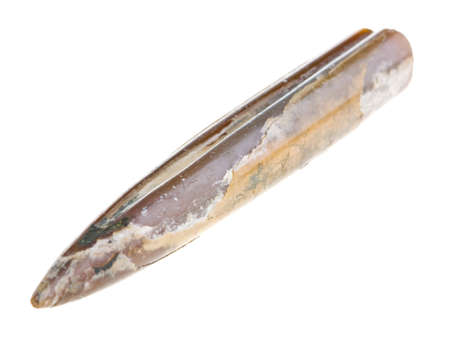 Belemnite Fossils isolated on a white backgroundの写真素材