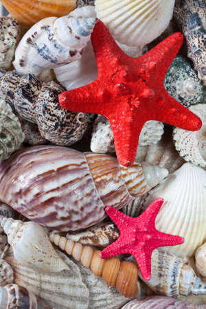 close-up of sea shell and starfishの写真素材