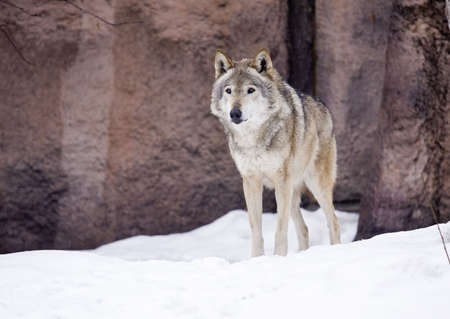 Wolf living in territory of a zoo
