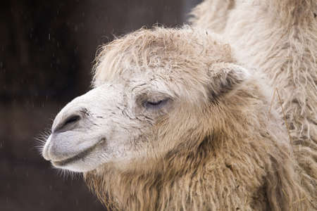 Camel living in territory of a zooの写真素材