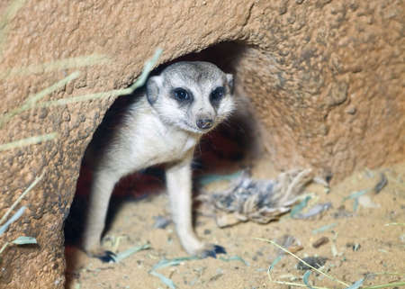 south african animal meerkat in zooの写真素材