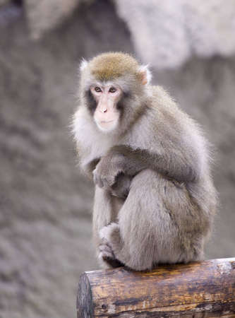 Japanese macaque living in territory of a zooの写真素材